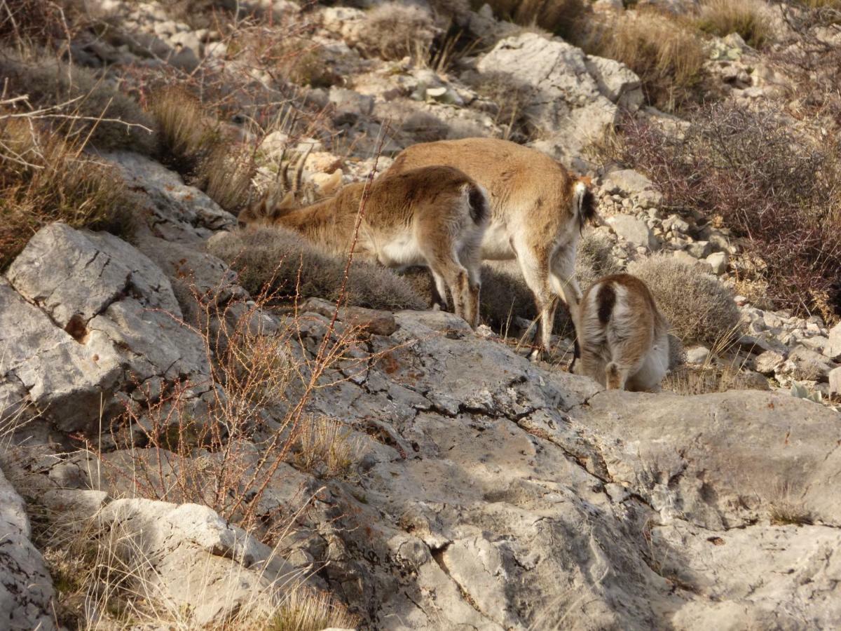 Appartamento Apartamento Las Eras Camarena de la Sierra Esterno foto